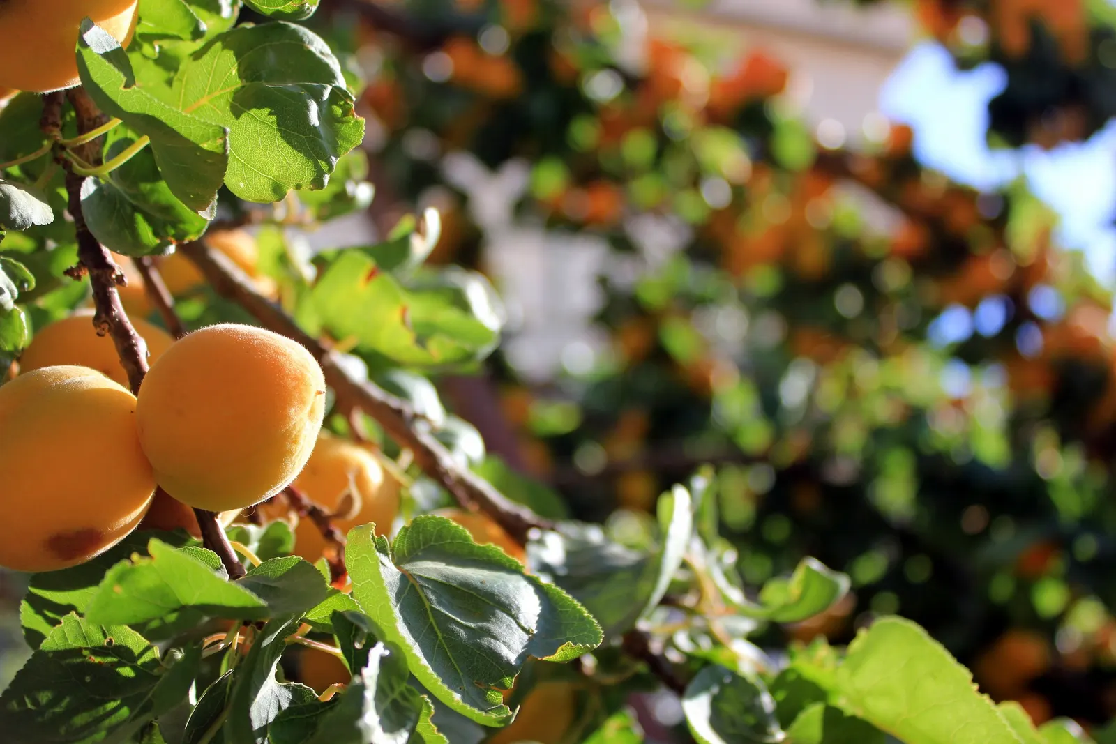 Apricot (Prunus Armeniaca) — as it thrives in locations with at least six hours of direct sun a day