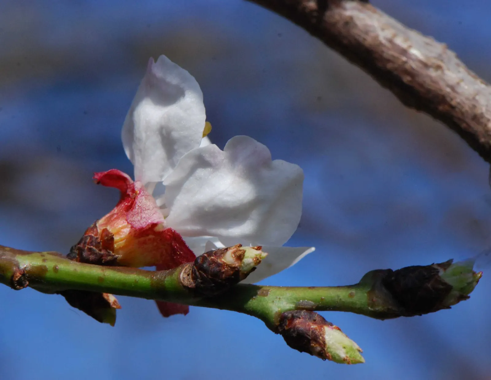 Apricot (Prunus Armeniaca) — and vibrant fall foliage make it a versatile addition to gardens