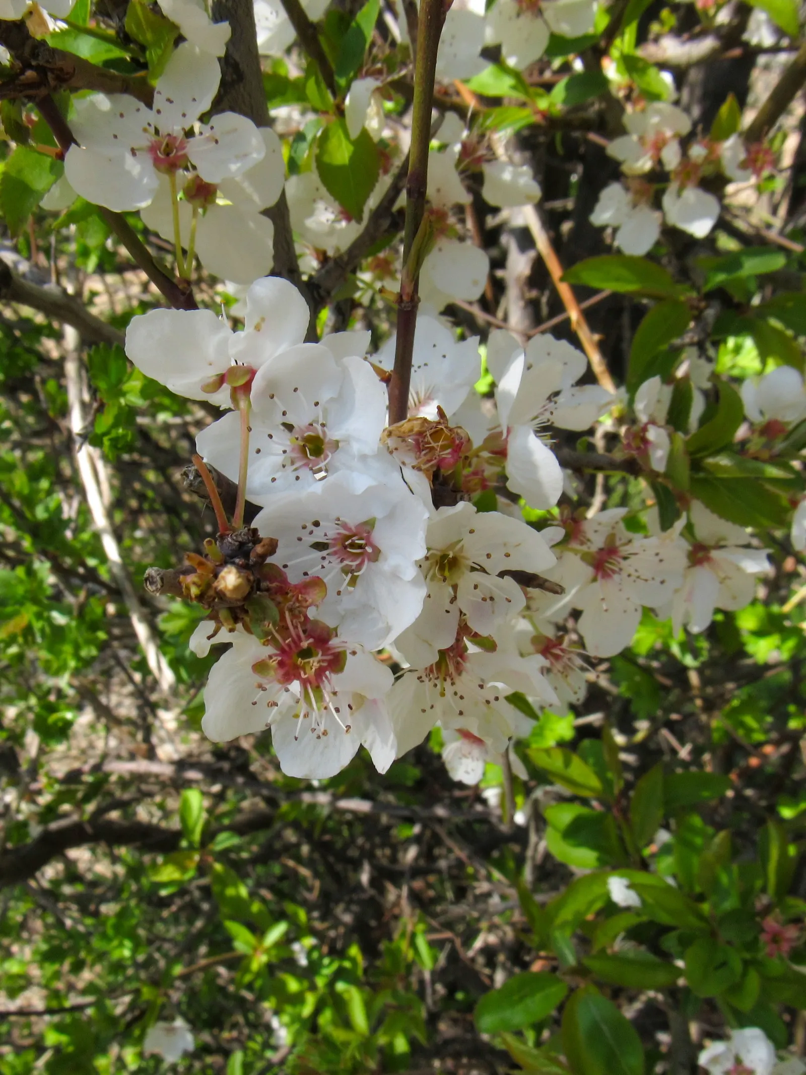 Apricot (Prunus Armeniaca) — Prefers well-drained soil and full sun; as it thrives in locations with at least six hours of direct sun a day, image 74
