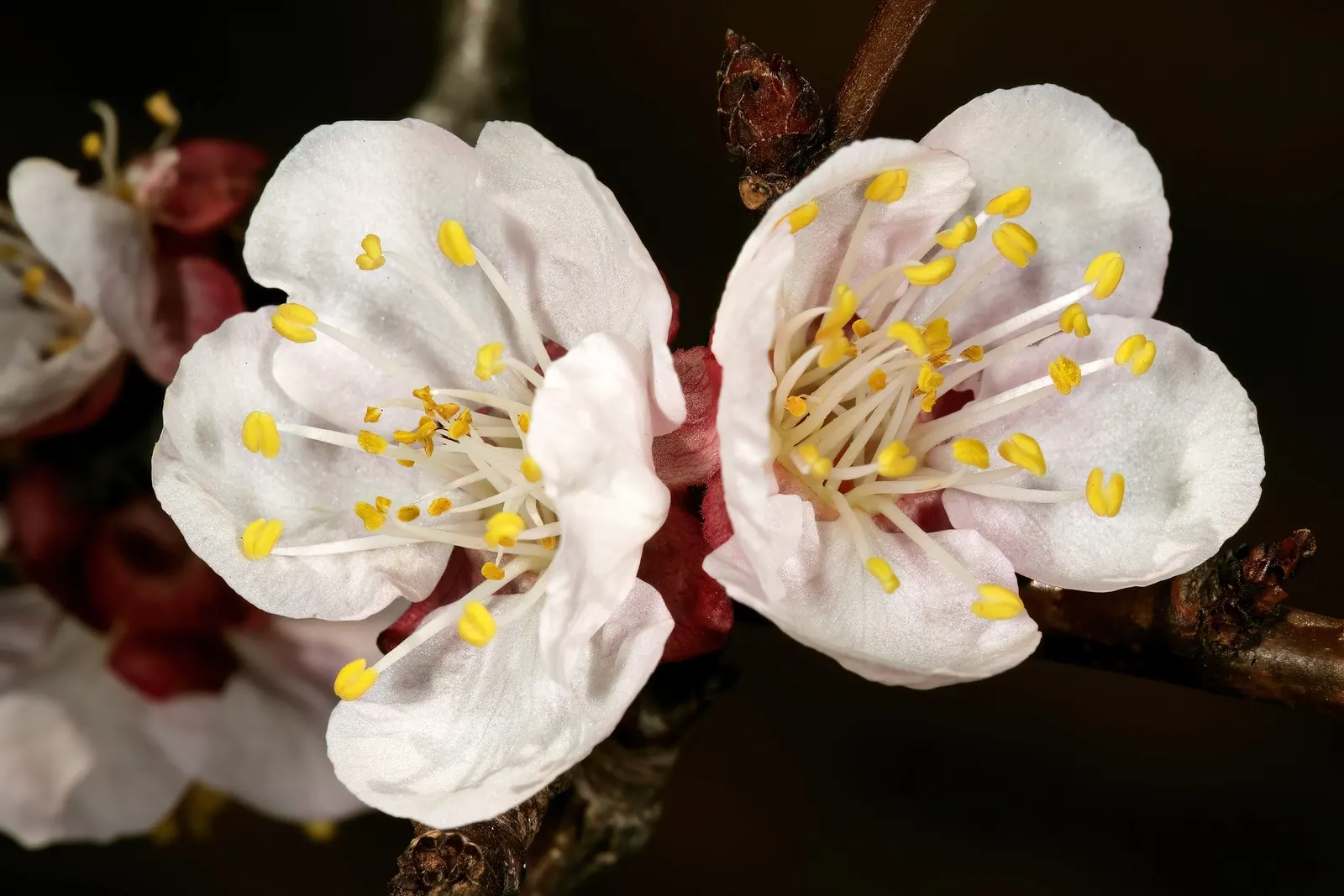Apricot (Prunus Armeniaca) — tree with pink blooms; as it thrives in locations with at least six hours of direct sun a day