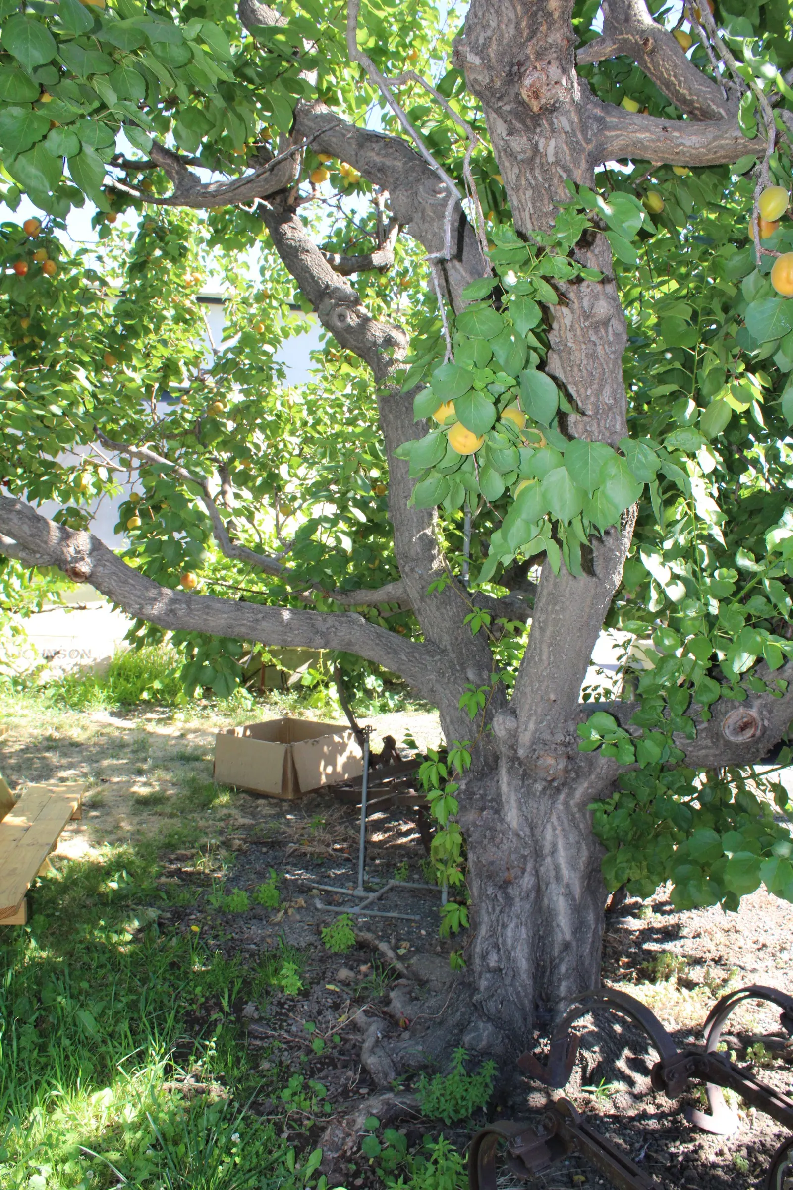 Apricot (Prunus Armeniaca) — is a deciduous tree that grows to 15-20 feet in height with a spread of 15-20 feet; the leaves are fresh green, image 72