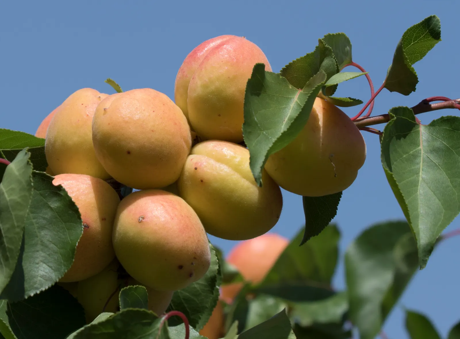 Apricot (Prunus Armeniaca) — The leaves are fresh green; prefers well-drained soil and full sun, image 81