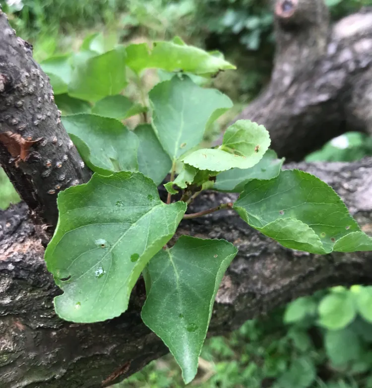 Apricot (Prunus Armeniaca) — open silhouette that complements many landscape designs; providing both visual interest and delicious yields, image 80