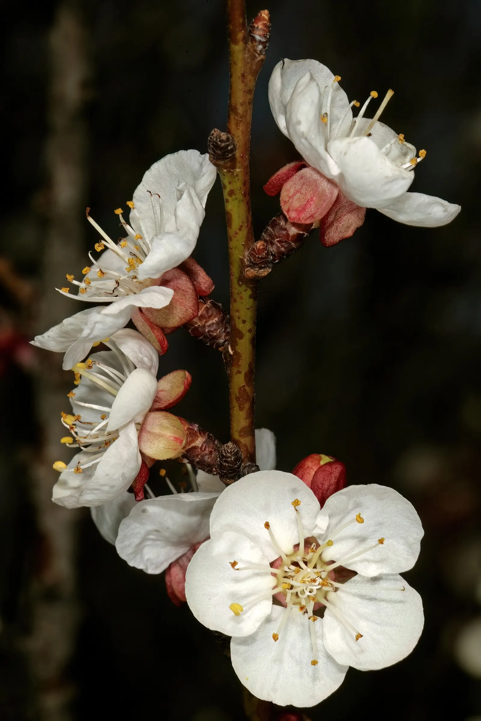 Apricot (Prunus Armeniaca) — occasionally with a red blush; such as bees and butterflies