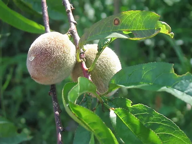 Apricot (Prunus Armeniaca) — each about 3/4 to 1 inch in diameter; providing both visual interest and delicious yields, image 85