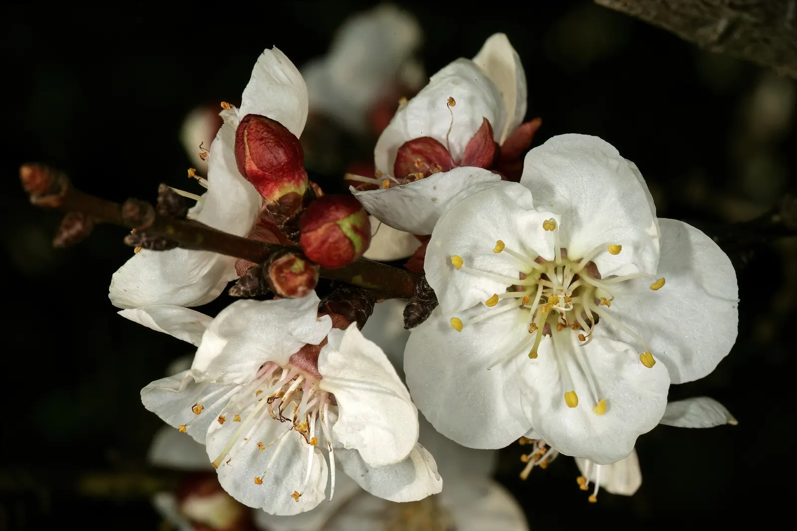 Apricot (Prunus Armeniaca) — Apricot trees produce an opulent display of pink-tinged white blossoms; as it thrives in locations with at least six hours of