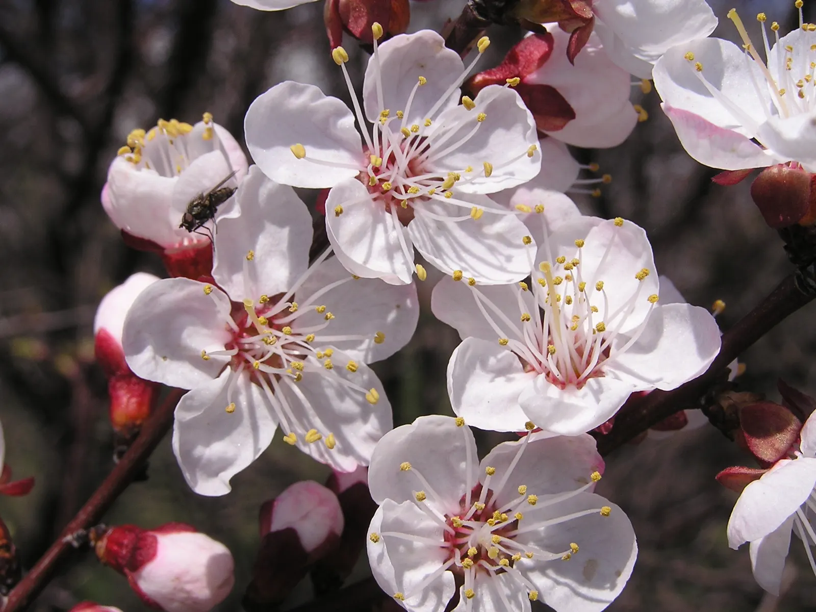 Apricot (Prunus Armeniaca) — These blossoms are not only visually striking but also attract a variety of pollinators; the leaves are fresh green, image 87