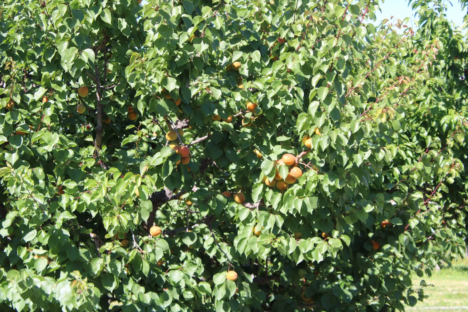 Apricot (Prunus Armeniaca) — edible element to landscapes while providing spring blossoms and potential autumn color; prefers well-drained soil and, image 76