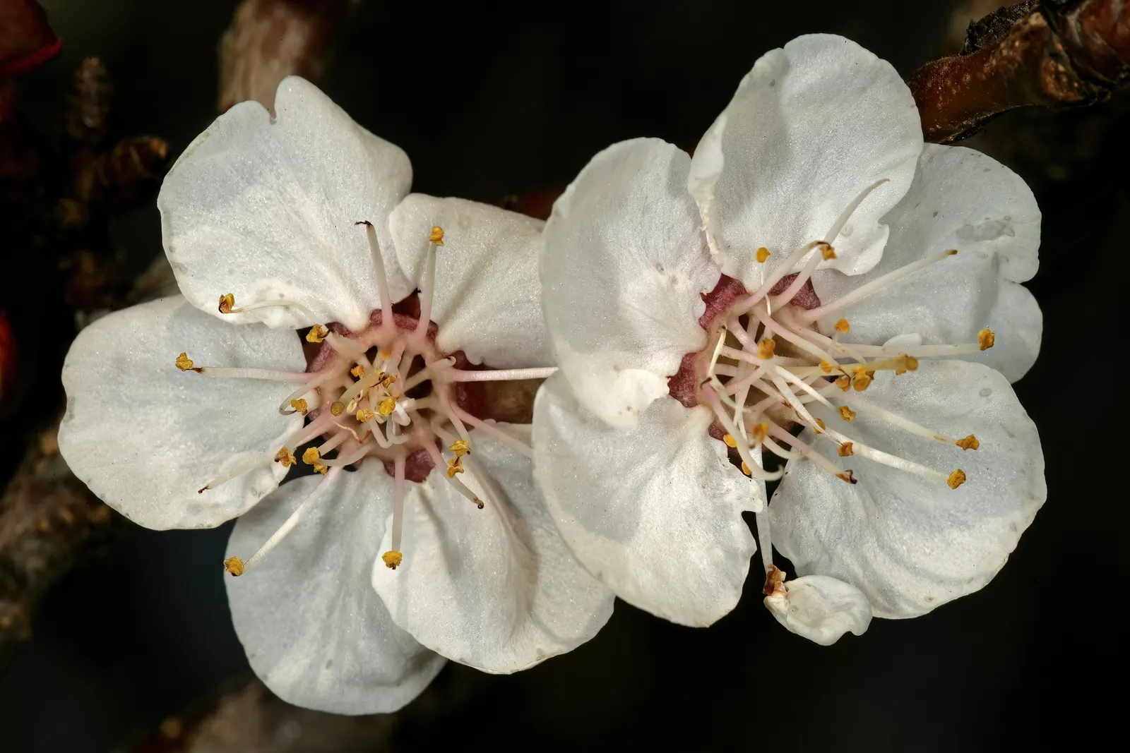Apricot (Prunus Armeniaca) — occasionally with a red blush