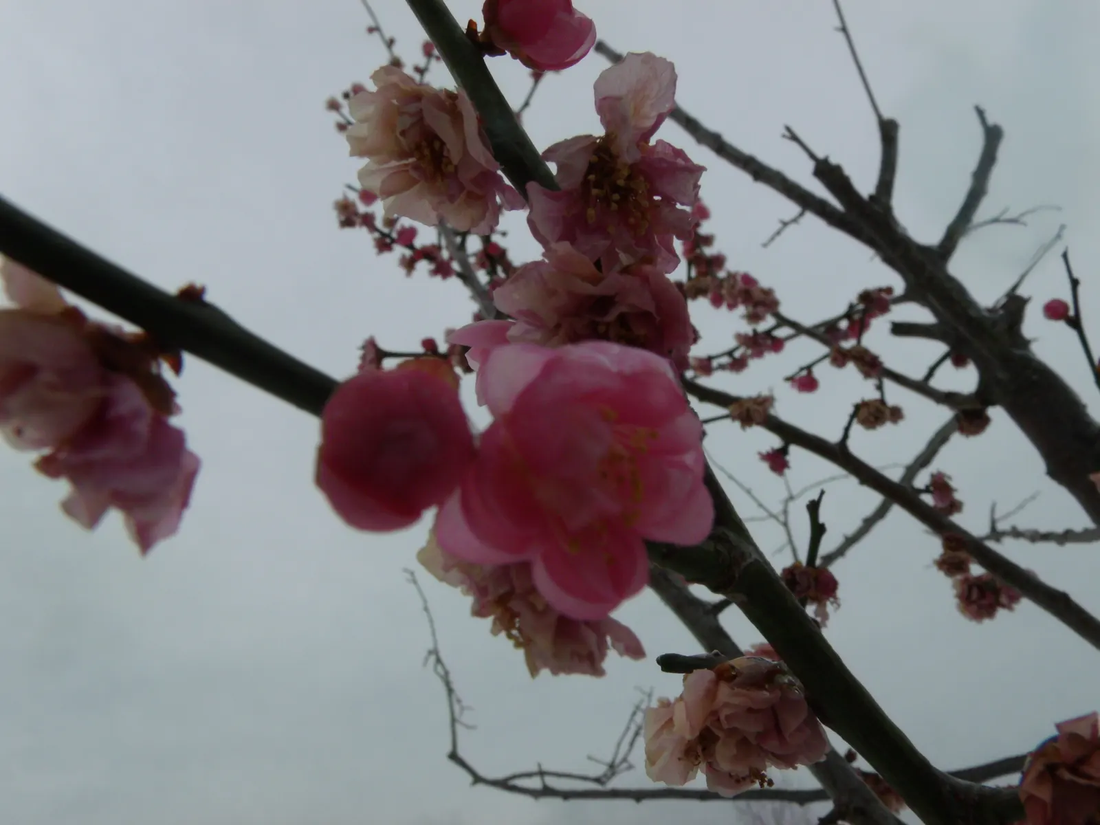 Apricot (Prunus Armeniaca) — These blossoms are not only visually striking but also attract a variety of pollinators; the leaves are fresh green