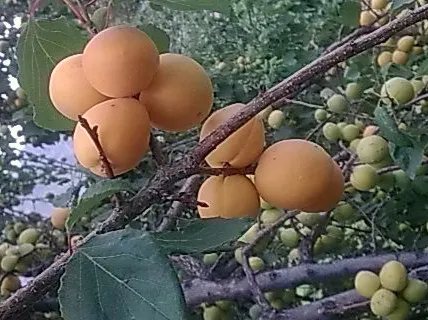 Apricot (Prunus Armeniaca) — especially during the fruiting season