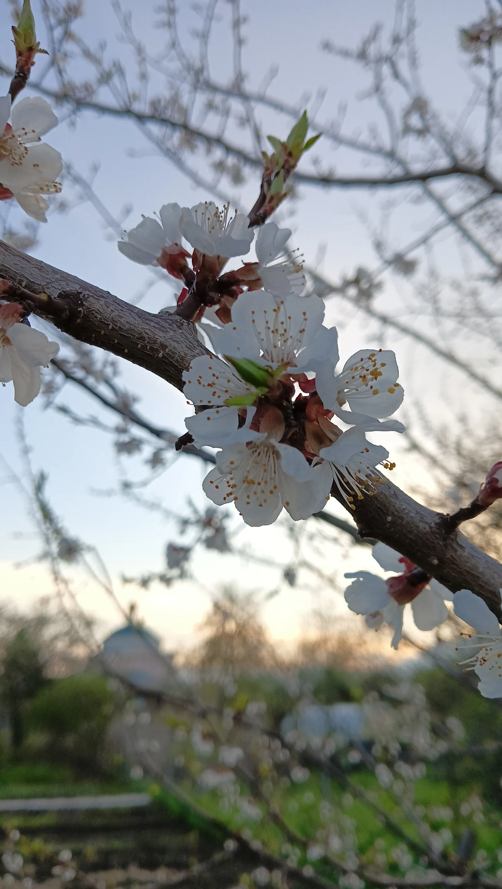Apricot (Prunus Armeniaca) — The leaves are fresh green