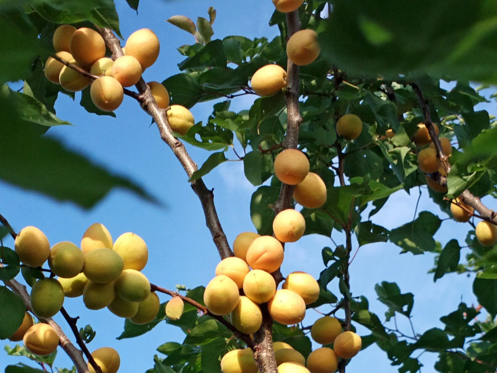 Apricot (Prunus Armeniaca) — measuring about 3 to 5 inches in length.<br><br>In early spring; such as bees and butterflies