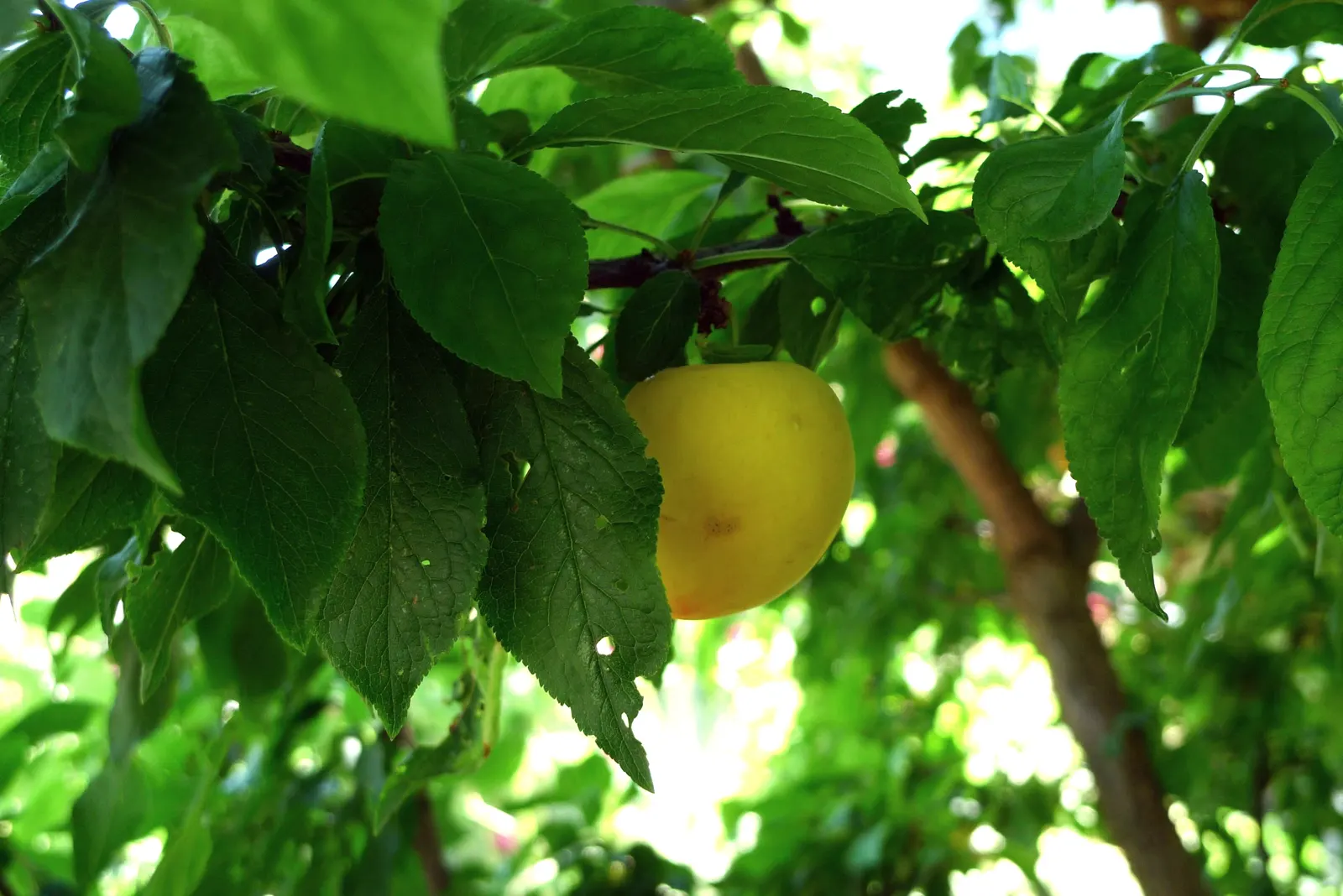 Apricot (Prunus Armeniaca) — tree for full; providing both visual interest and delicious yields