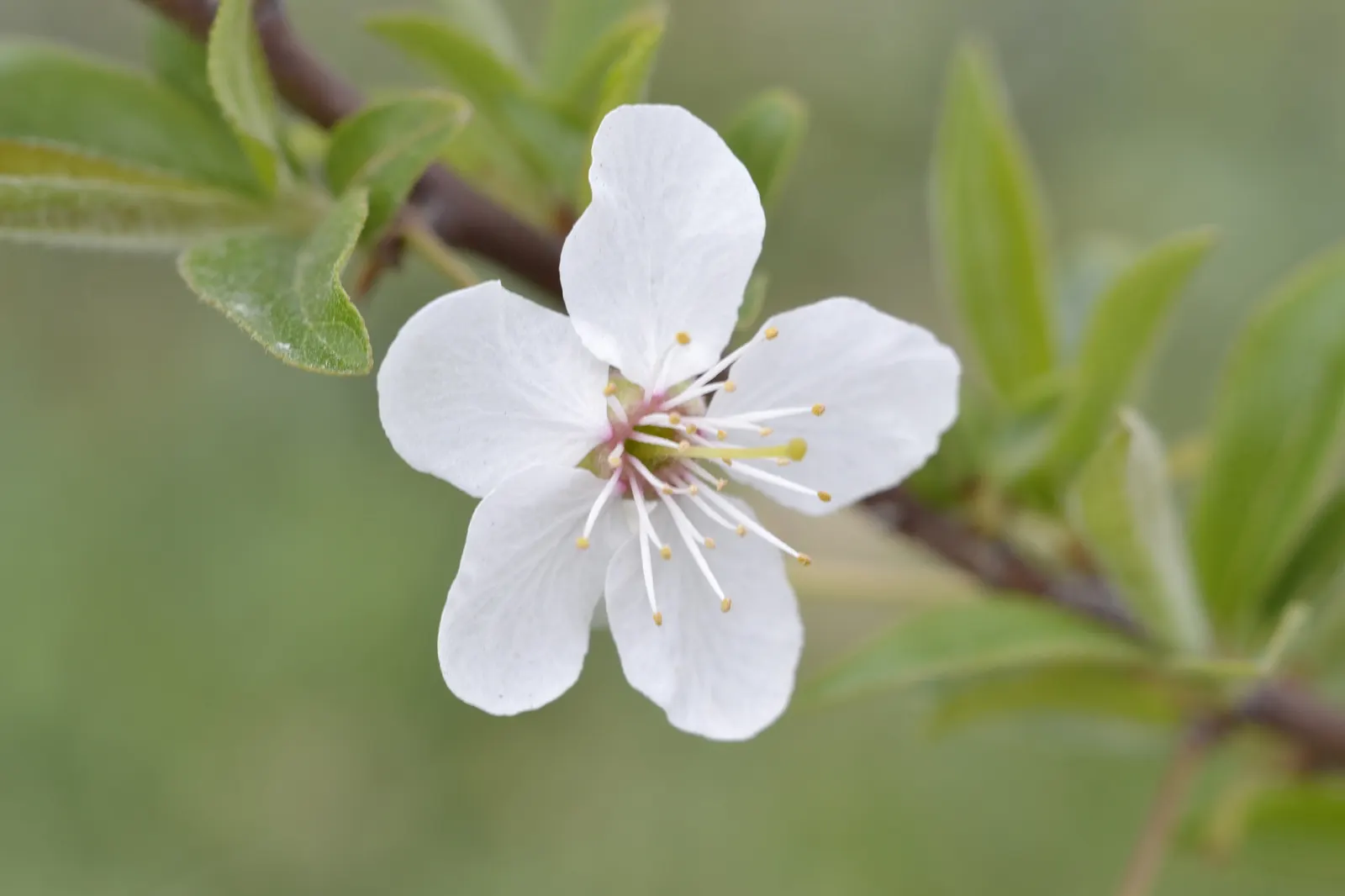 Apricot (Prunus Armeniaca) — Be mindful of potential pests and diseases such as aphids and bacterial canker