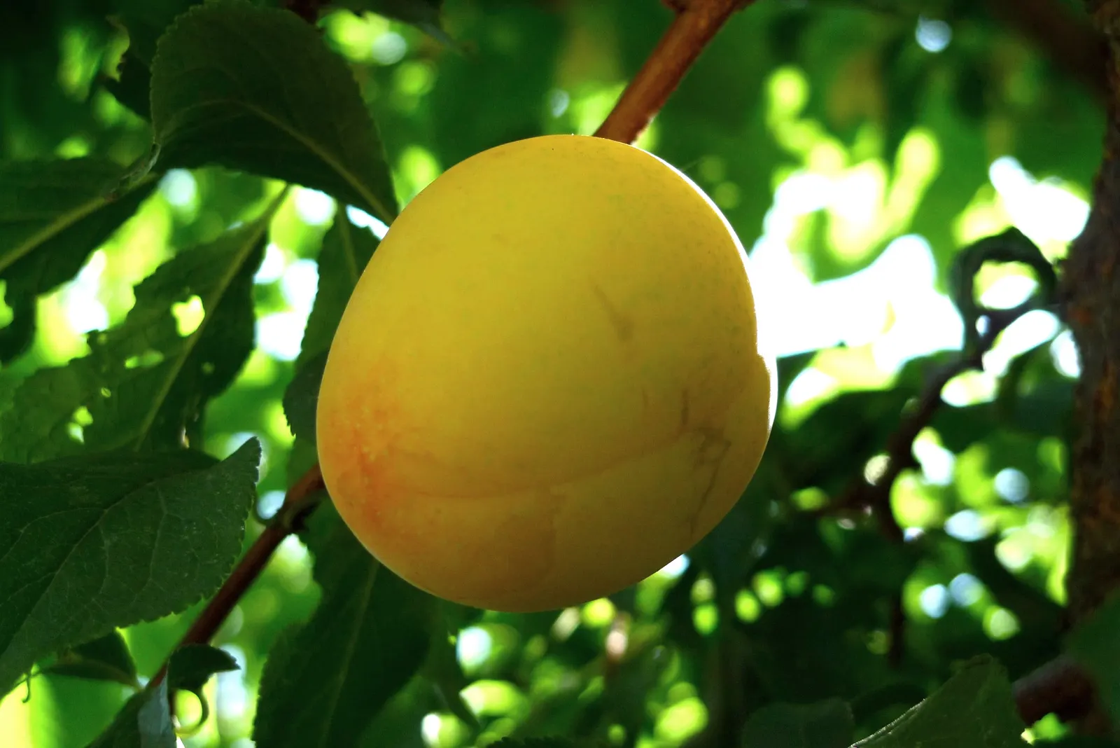 Apricot (Prunus Armeniaca) — commonly known as Apricot; prefers well-drained soil and full sun