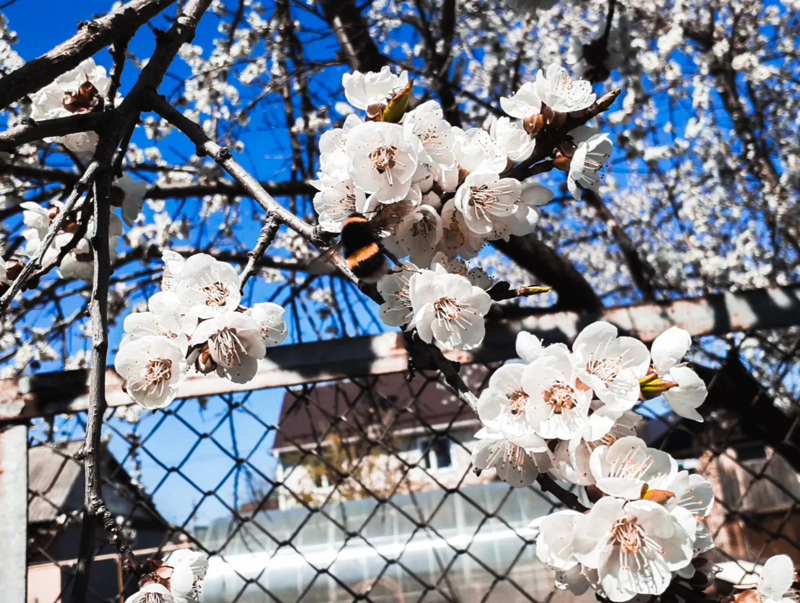 Apricot (Prunus Armeniaca) — essential for the success of the fruit crop; as it thrives in locations with at least six hours of direct sun a day