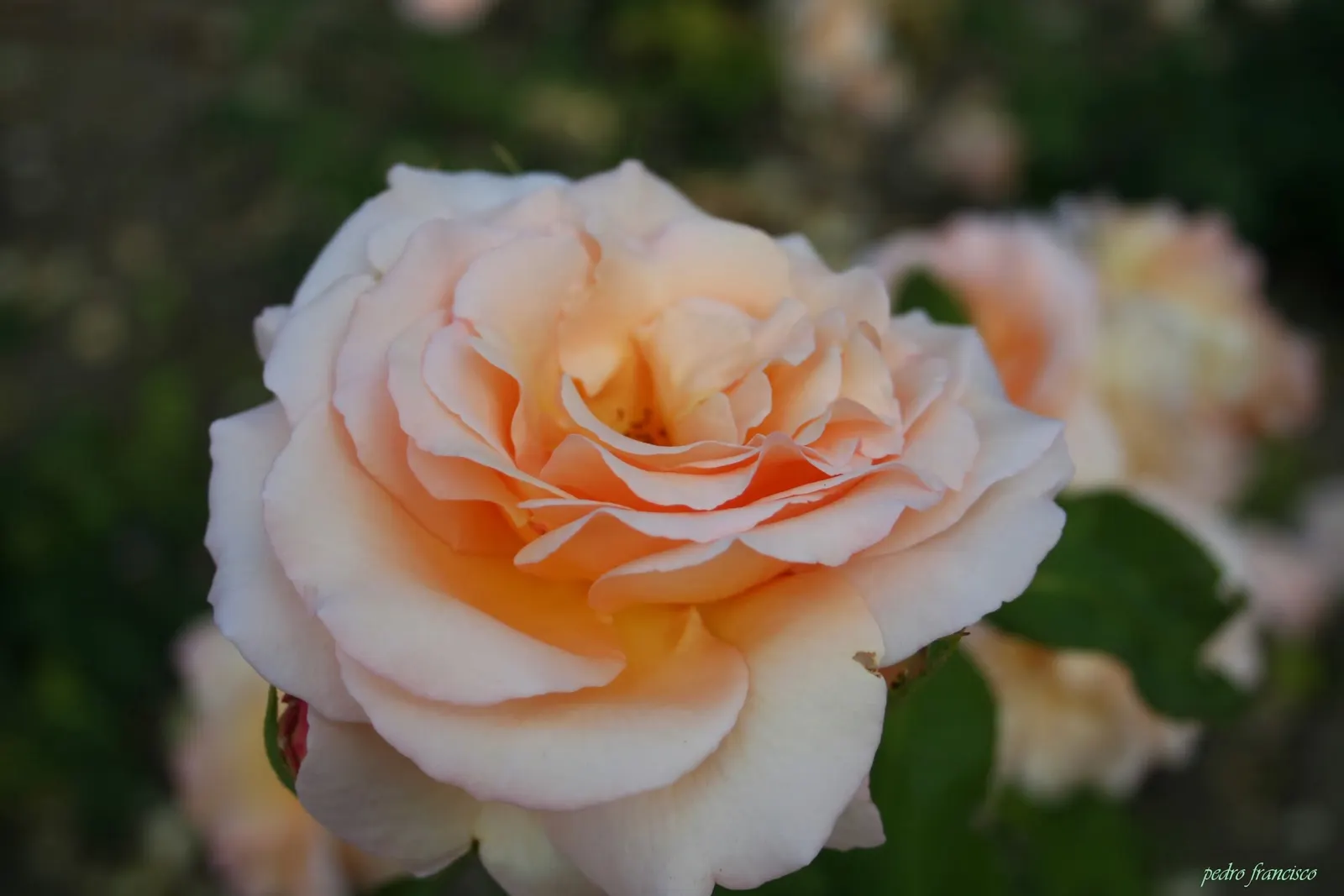 Apricot (Prunus Armeniaca) — though established trees have moderate drought tolerance
