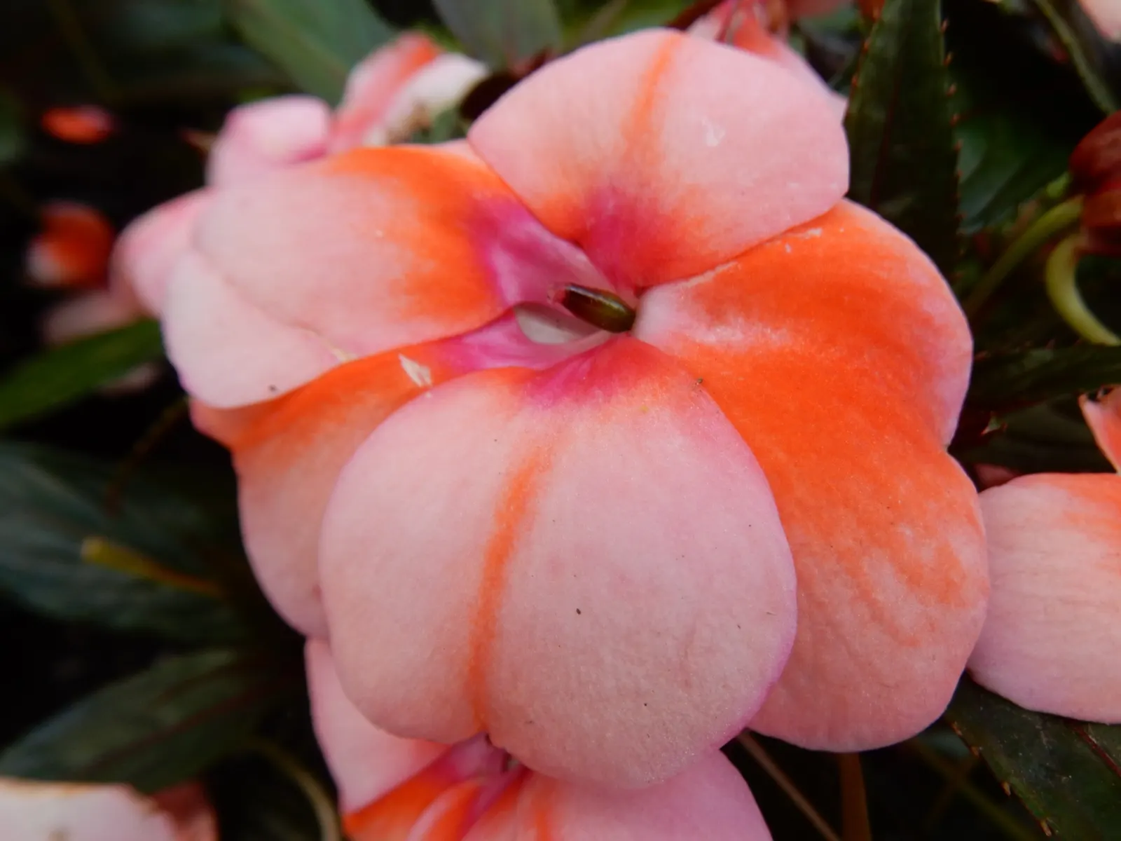 Apricot (Prunus Armeniaca) — The leaves are fresh green; prefers well-drained soil and full sun