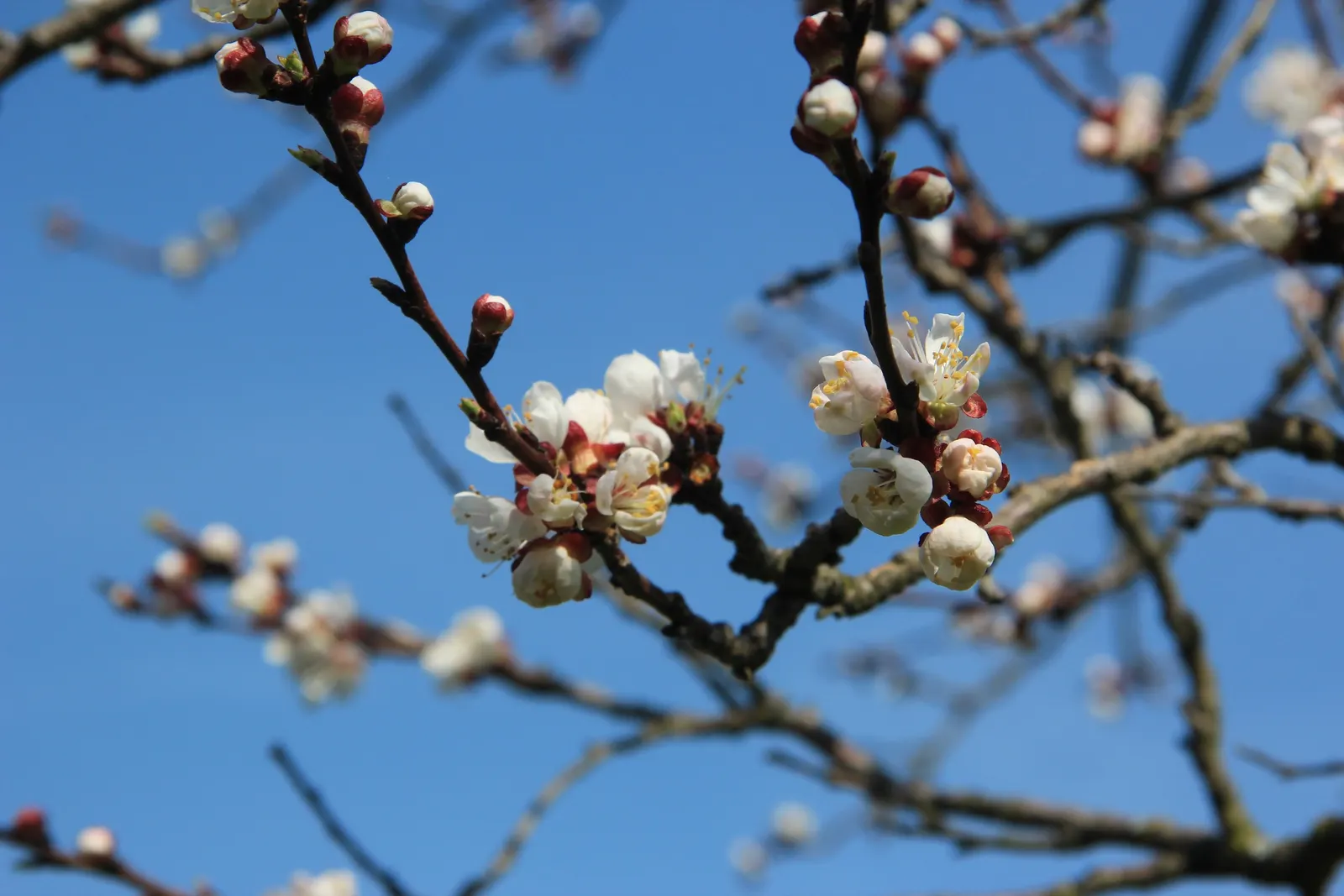 Apricot (Prunus Armeniaca) — By mid to late summer, the tree bears its hallmark apricot fruits; providing both visual interest and delicious yields, image 90