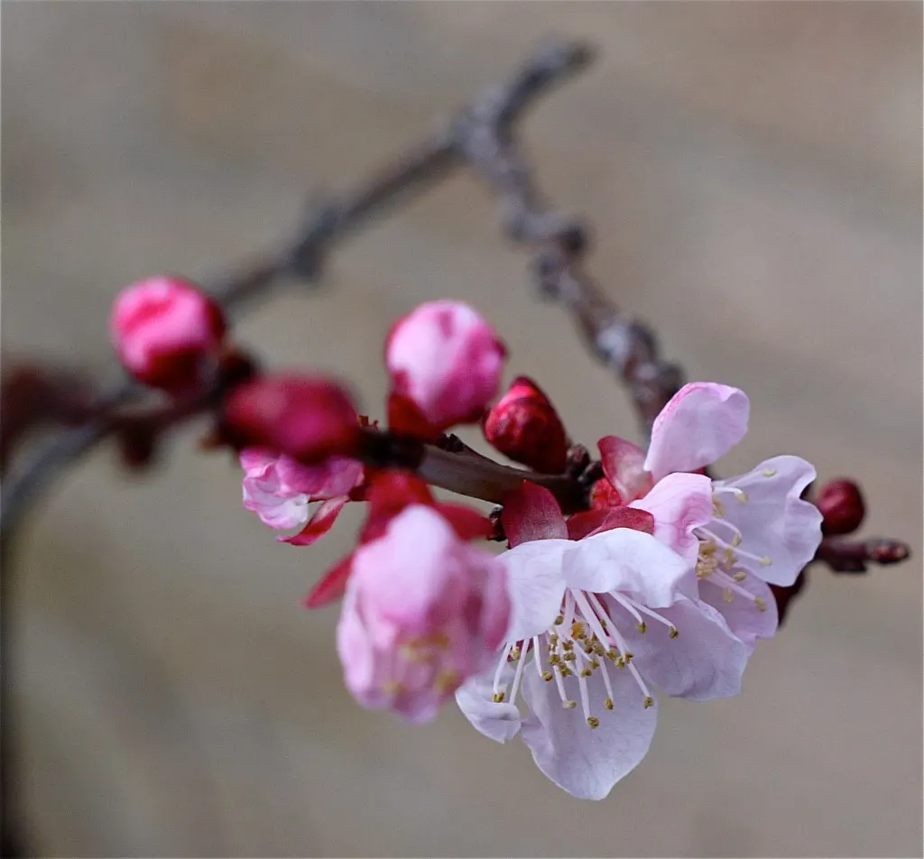Apricot (Prunus Armeniaca) — is a deciduous fruit-bearing tree valued both for its delectable fruits and its aesthetic charm