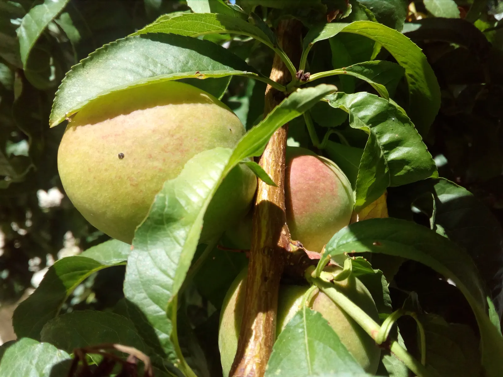 Apricot (Prunus Armeniaca) — covering the bare branches and creating a stunning floral showcase