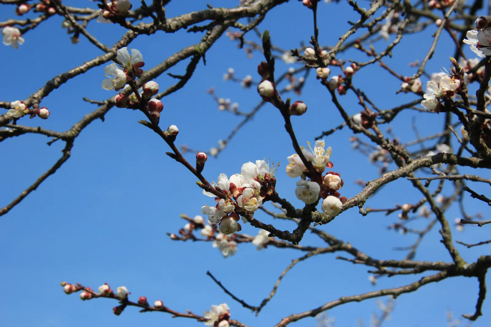 Apricot (Prunus Armeniaca) — essential for the success of the fruit crop; as it thrives in locations with at least six hours of direct sun a day, image 89