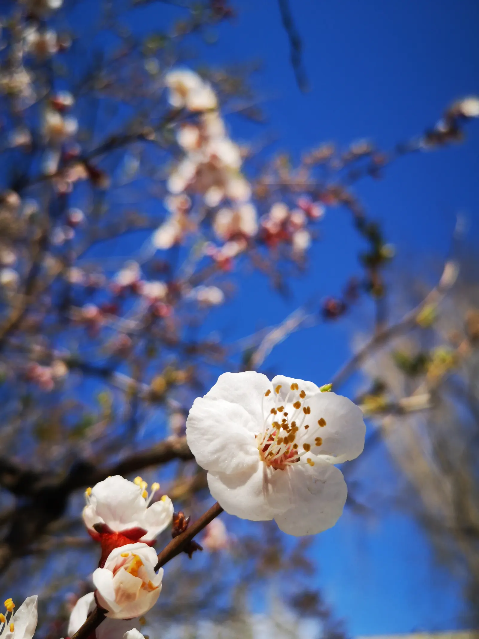 Apricot (Prunus Armeniaca) — commonly known as Apricot