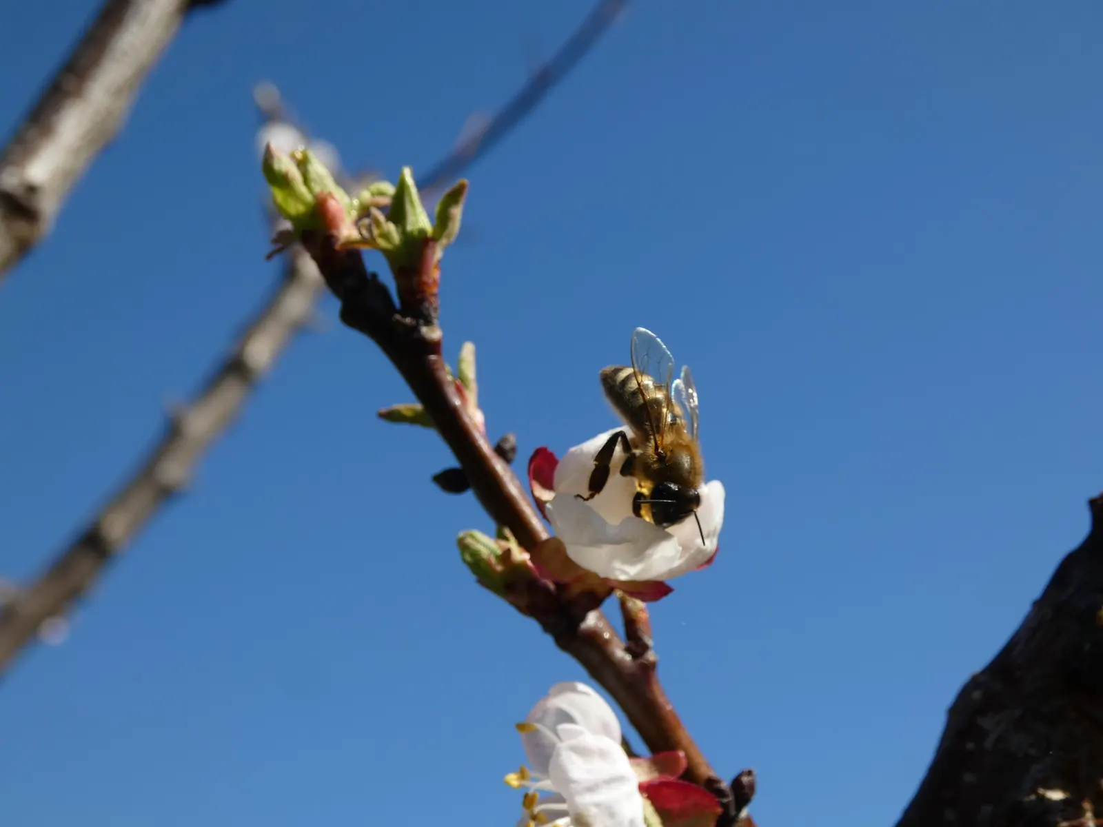 Apricot (Prunus Armeniaca) — such as bees and butterflies