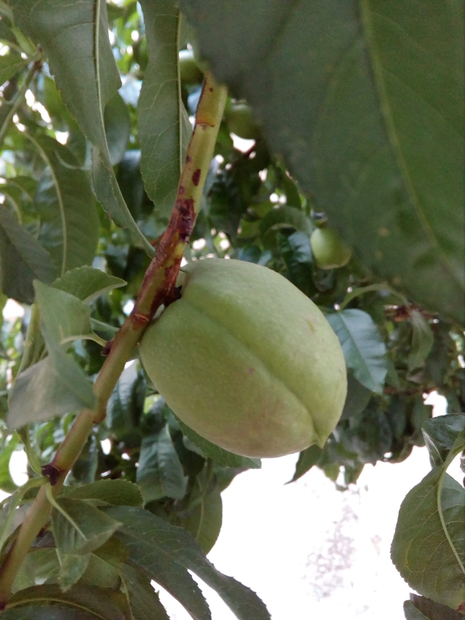 Apricot (Prunus Armeniaca) — each about 3/4 to 1 inch in diameter