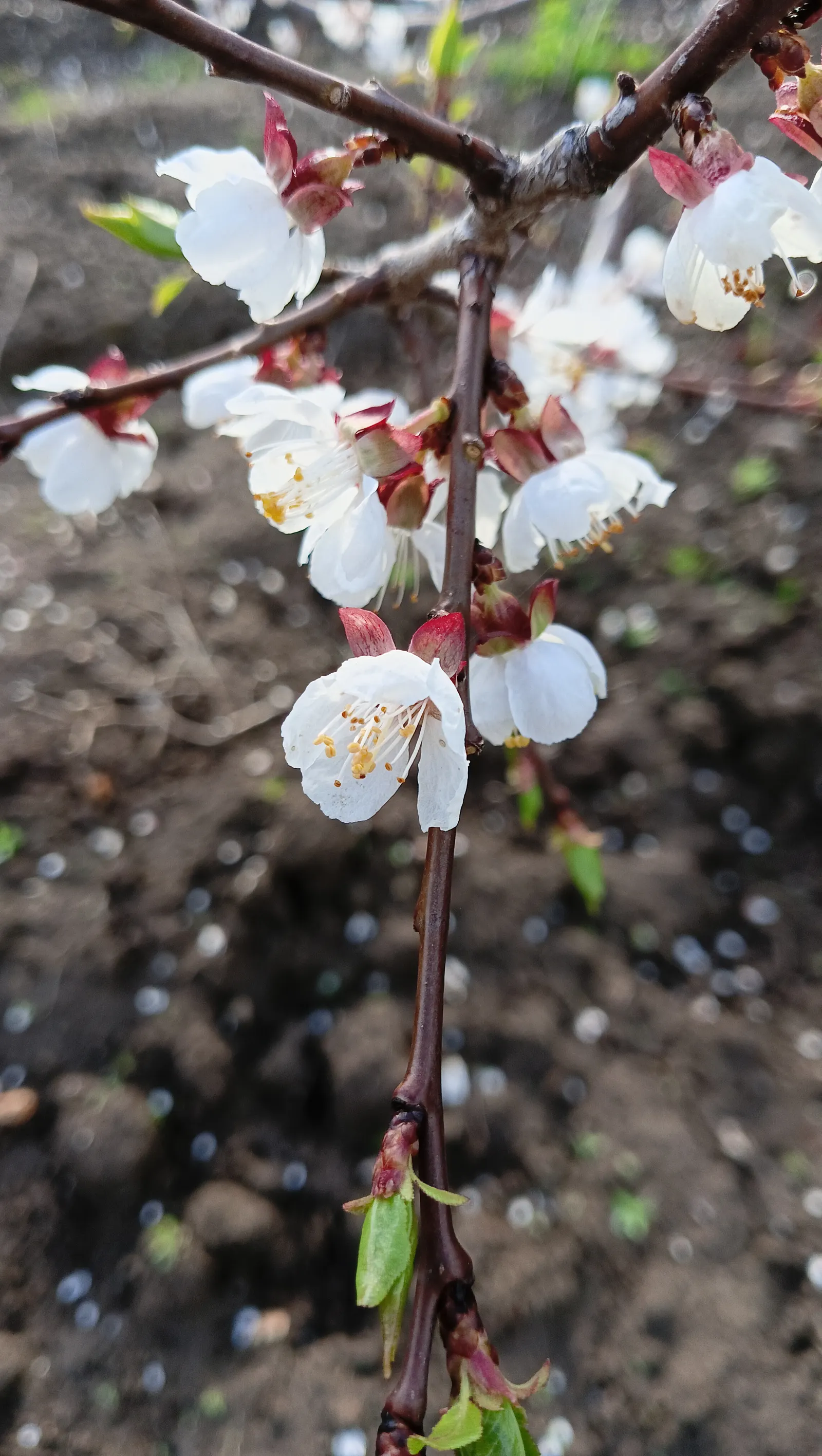 Apricot (Prunus Armeniaca) — tree for full