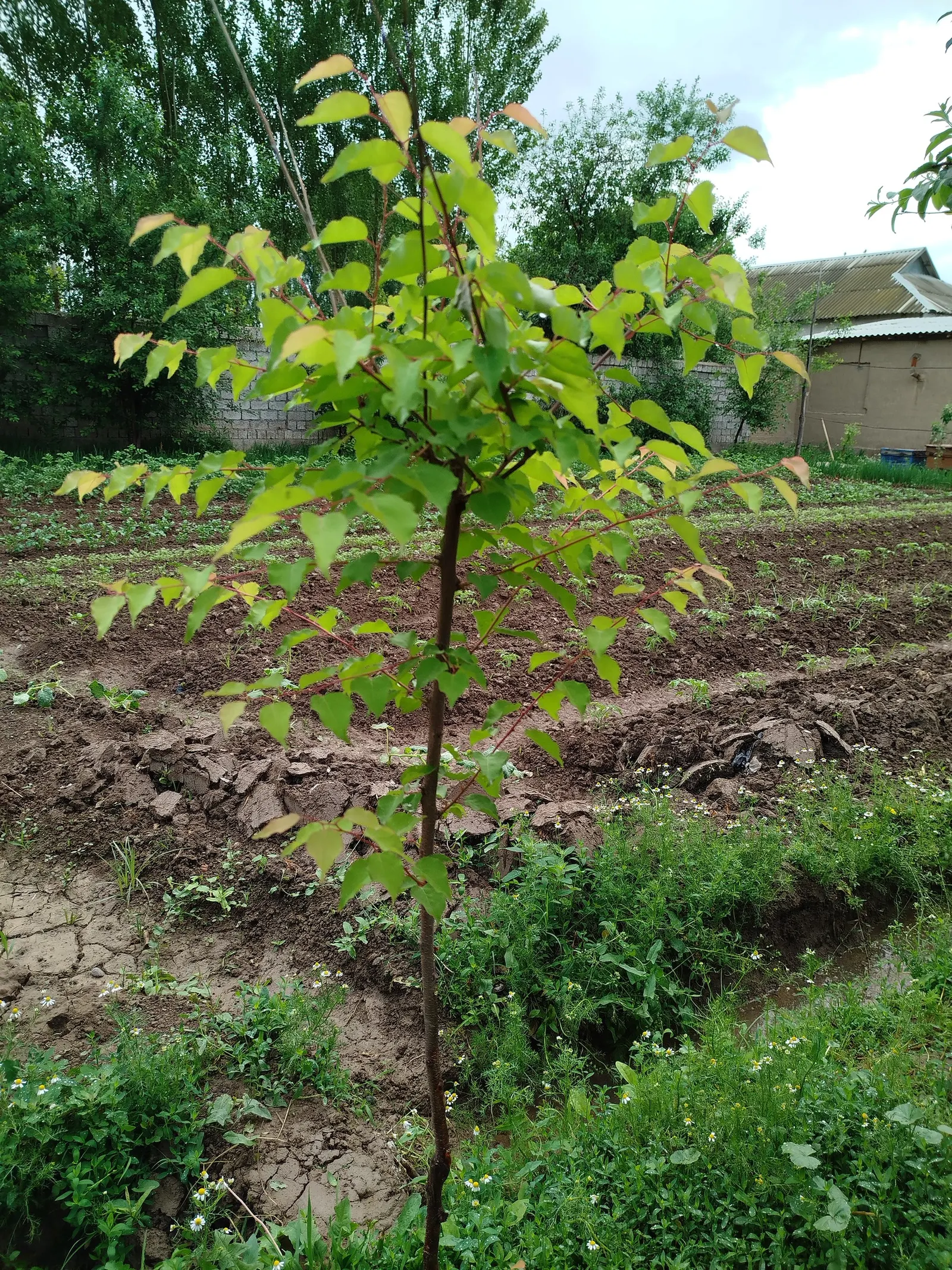 Apricot (Prunus Armeniaca) — open silhouette that complements many landscape designs