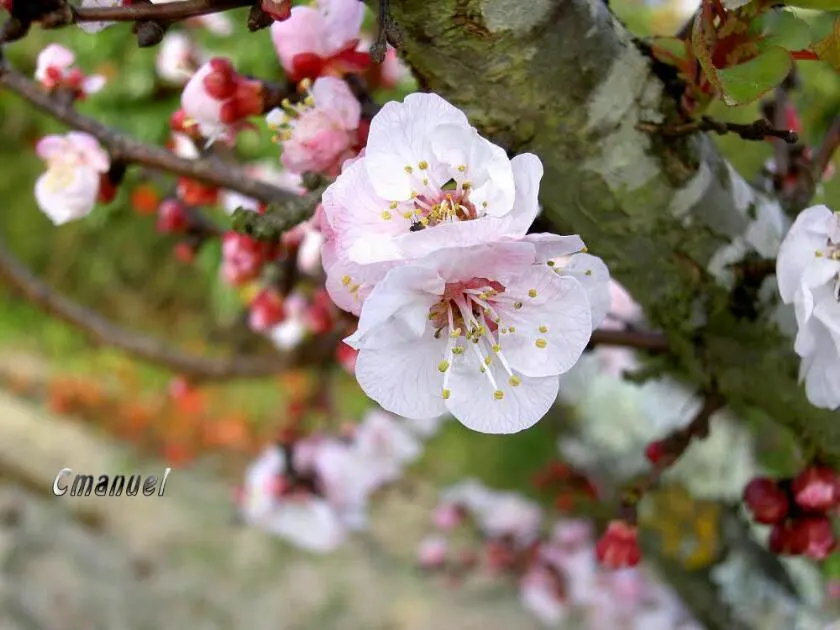 Apricot (Prunus Armeniaca) — Each is typically 1.5 to 2.5 inches in diameter; prefers well-drained soil and full sun, image 91