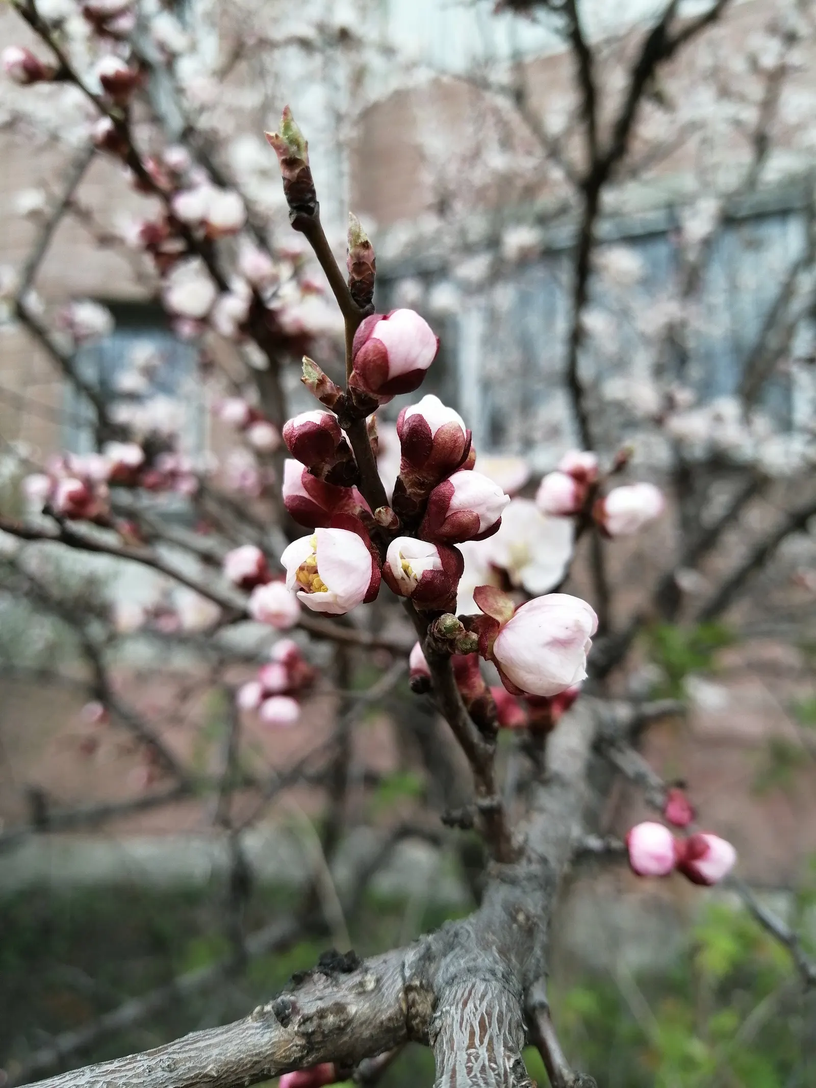 Apricot (Prunus Armeniaca) — is a deciduous tree that grows to 15-20 feet in height with a spread of 15-20 feet; the leaves are fresh green