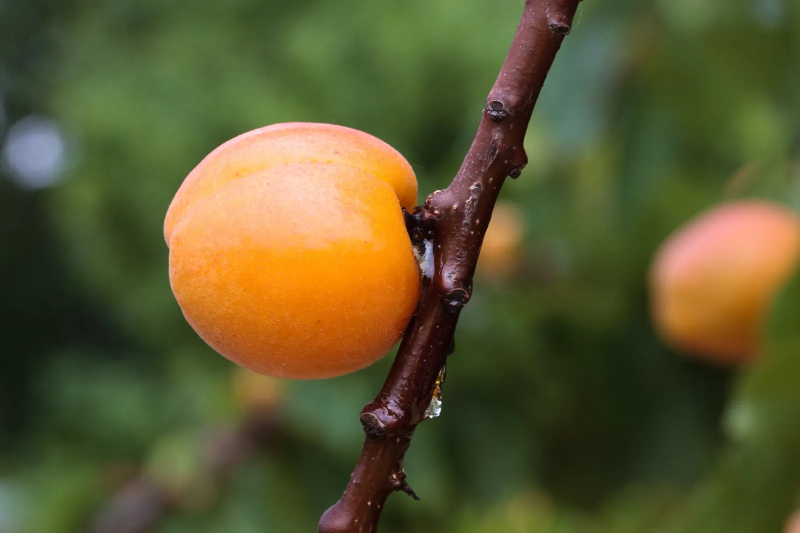 Apricot (Prunus Armeniaca) — measuring about 3 to 5 inches in length.<br><br>In early spring