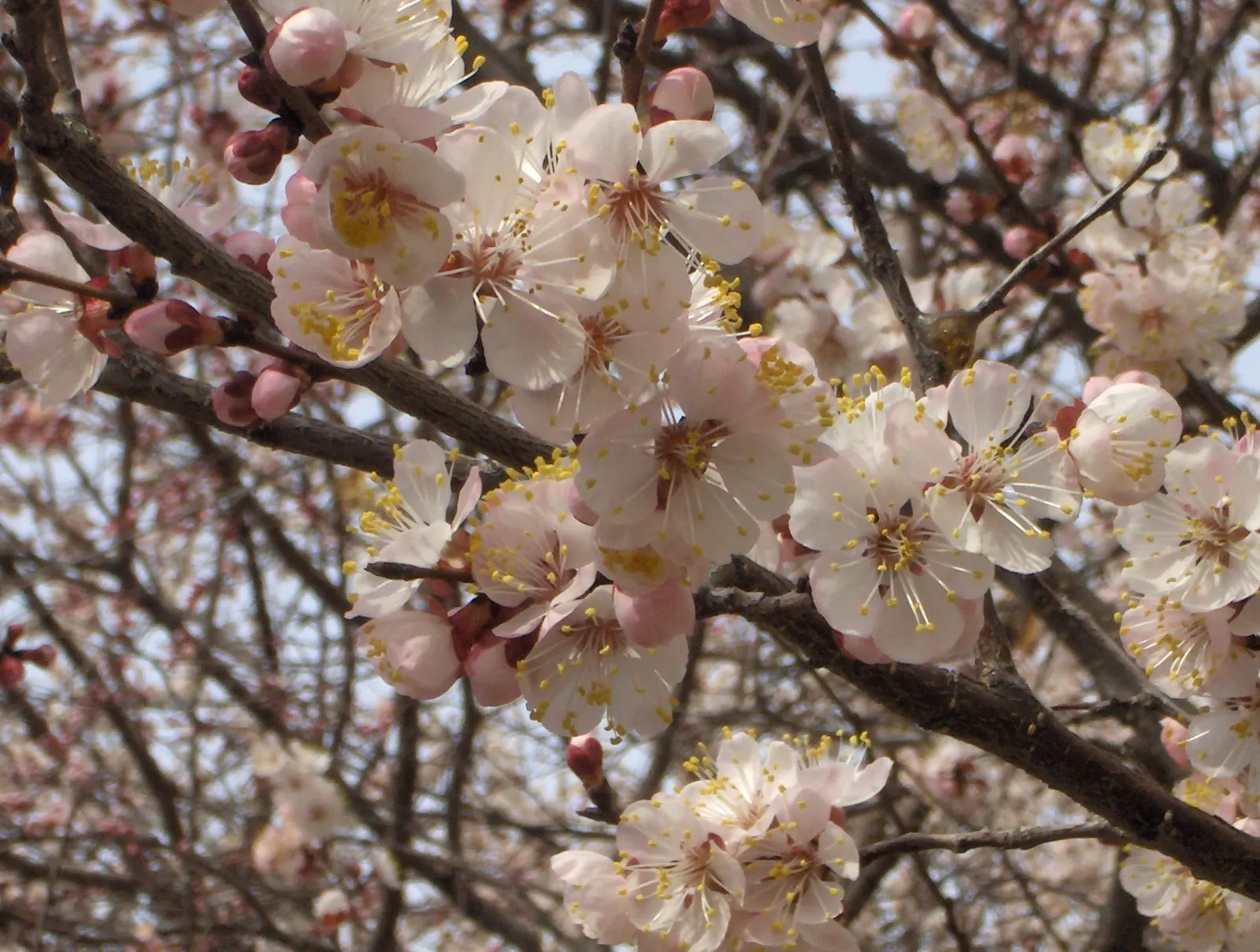 Apricot (Prunus Armeniaca) — with finely serrated margins