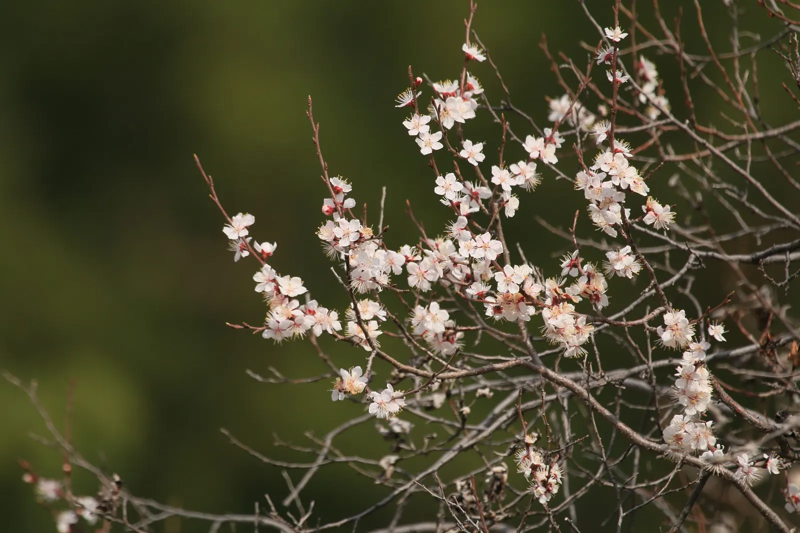 Apricot (Prunus Armeniaca) — Apricot trees produce an opulent display of pink-tinged white blossoms