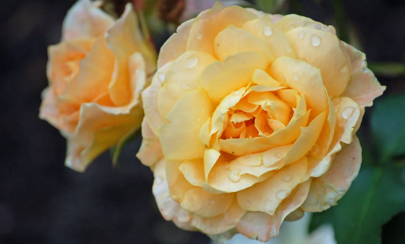 Apricot (Prunus Armeniaca) — Bearing delightful pinkish-white blooms in early spring, it produces succulent, yellow-orange fruit by summer