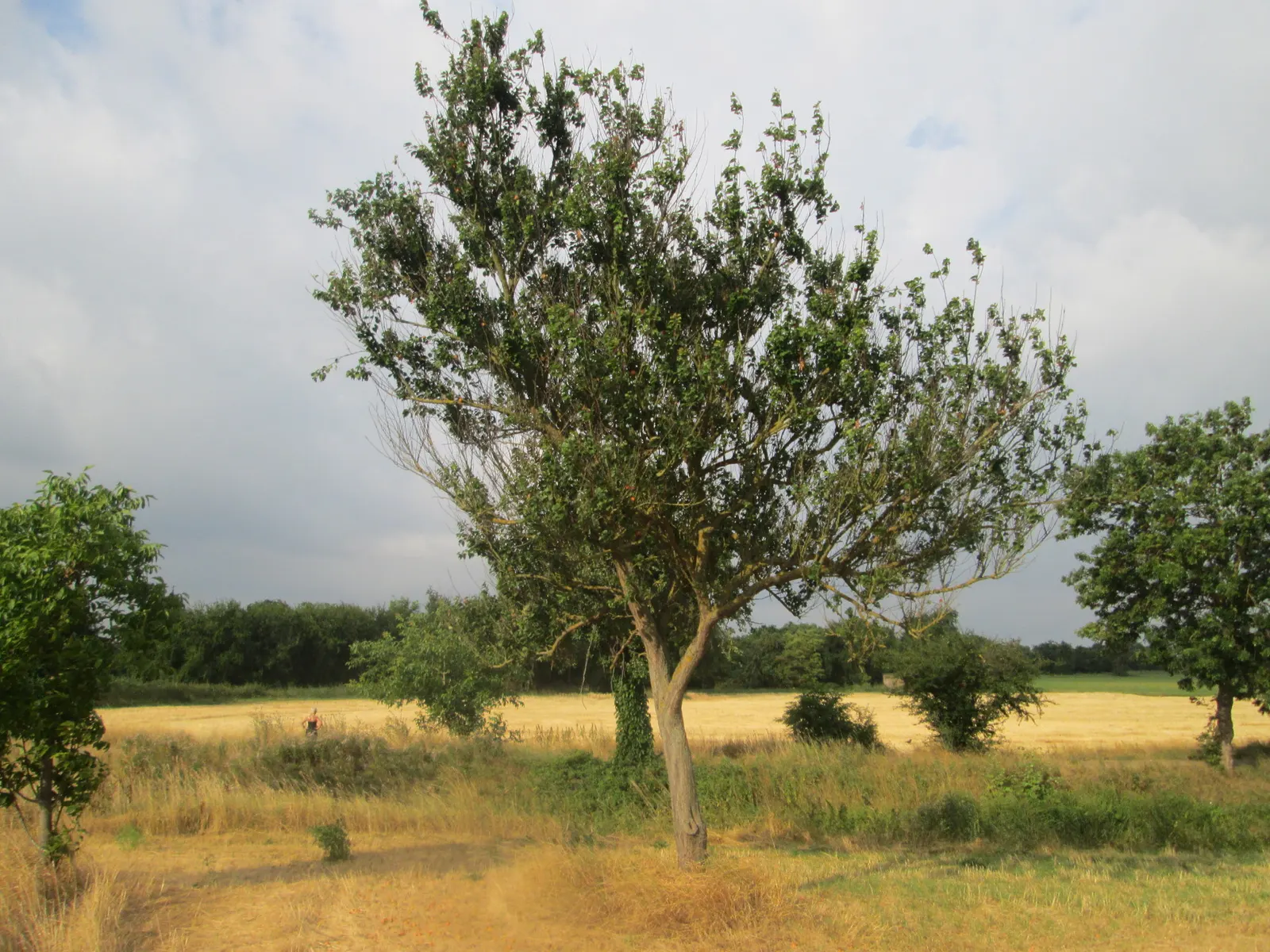 Apricot (Prunus Armeniaca) — Apricot trees add a charming; providing both visual interest and delicious yields