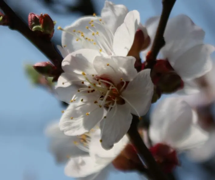 Apricot (Prunus Armeniaca) — These blossoms are not only visually striking but also attract a variety of pollinators