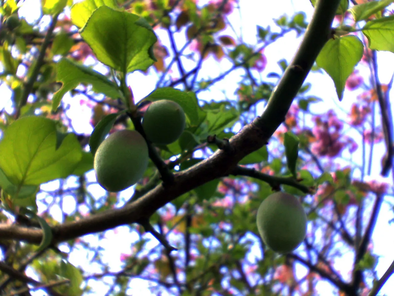 Apricot (Prunus Armeniaca) — Prefers well-drained soil and full sun
