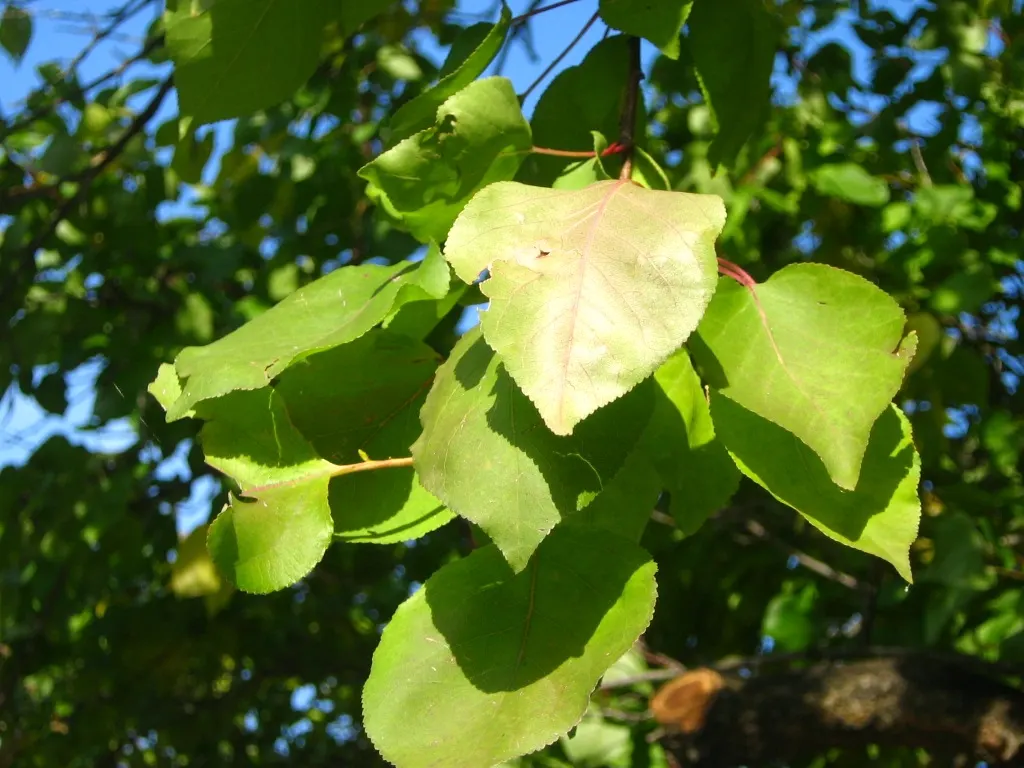 Apricot (Prunus Armeniaca) — Apricot trees add a charming