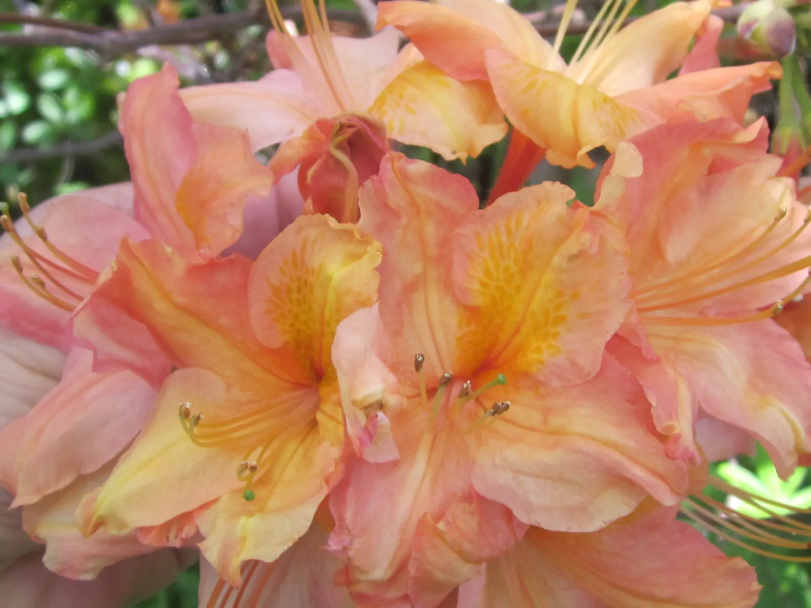 Apricot (Prunus Armeniaca) — This mid-sized tree typically reaches a height of 12 to 15 feet with an equal canopy spread