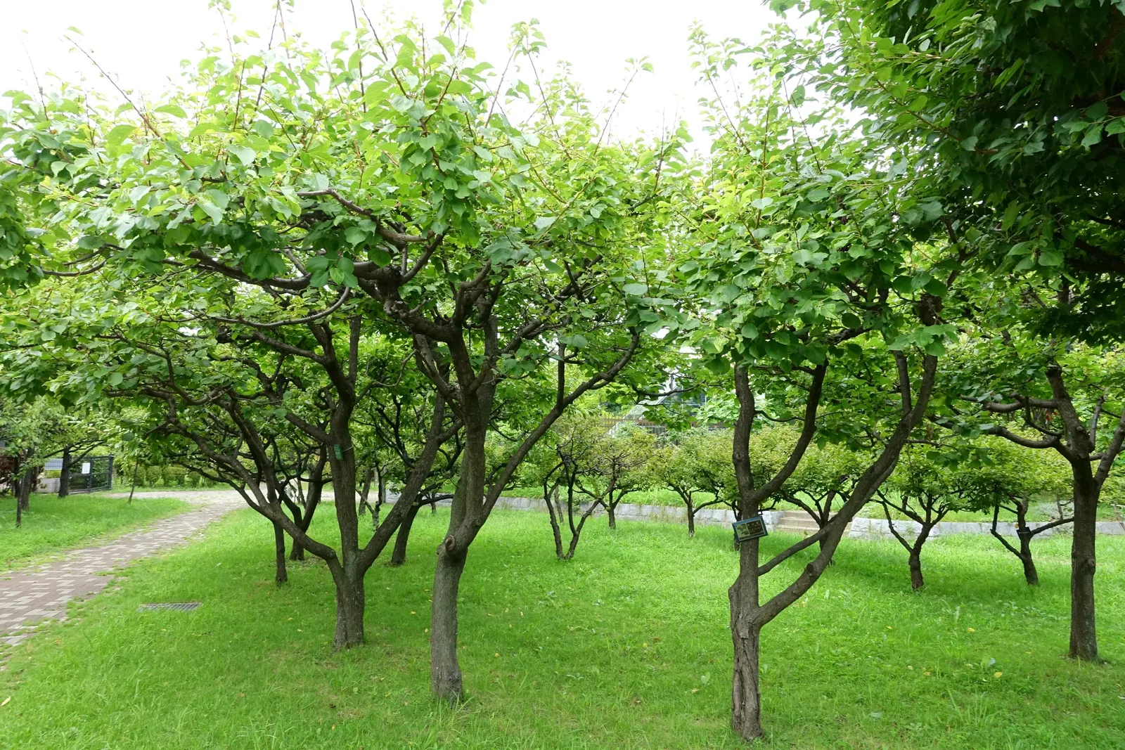 Apricot (Prunus Armeniaca) — edible element to landscapes while providing spring blossoms and potential autumn color