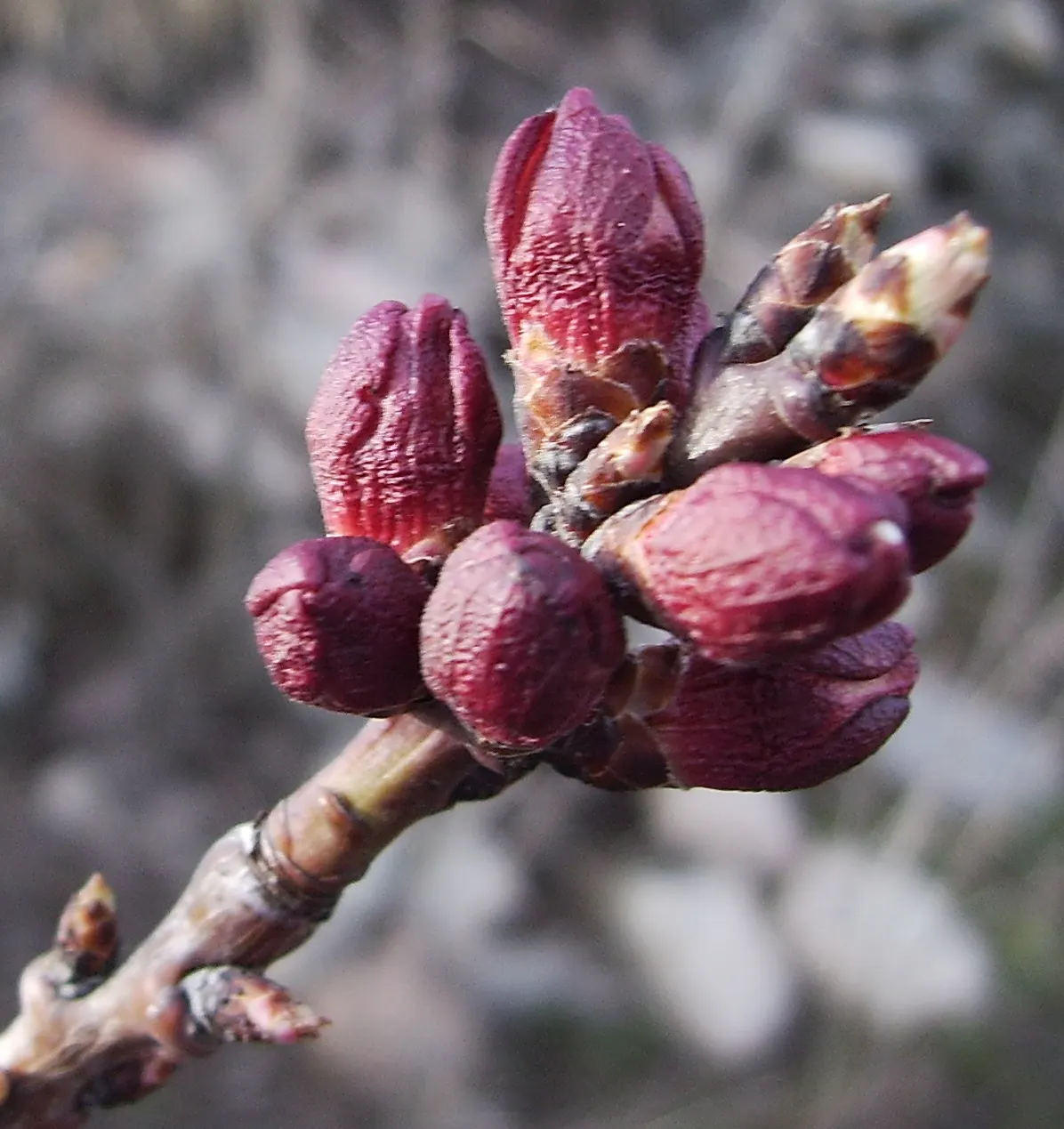 Apricot (Prunus Armeniaca) — Bearing delightful pinkish-white blooms in early spring, it produces succulent, yellow-orange fruit by summer; such as bees and