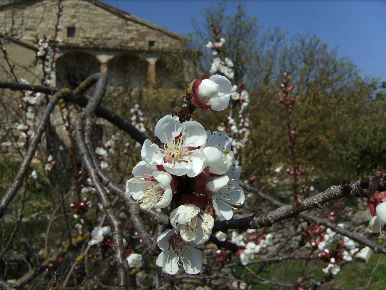 Apricot (Prunus Armeniaca) — is a deciduous tree that grows to 15-20 feet in height with a spread of 15-20 feet