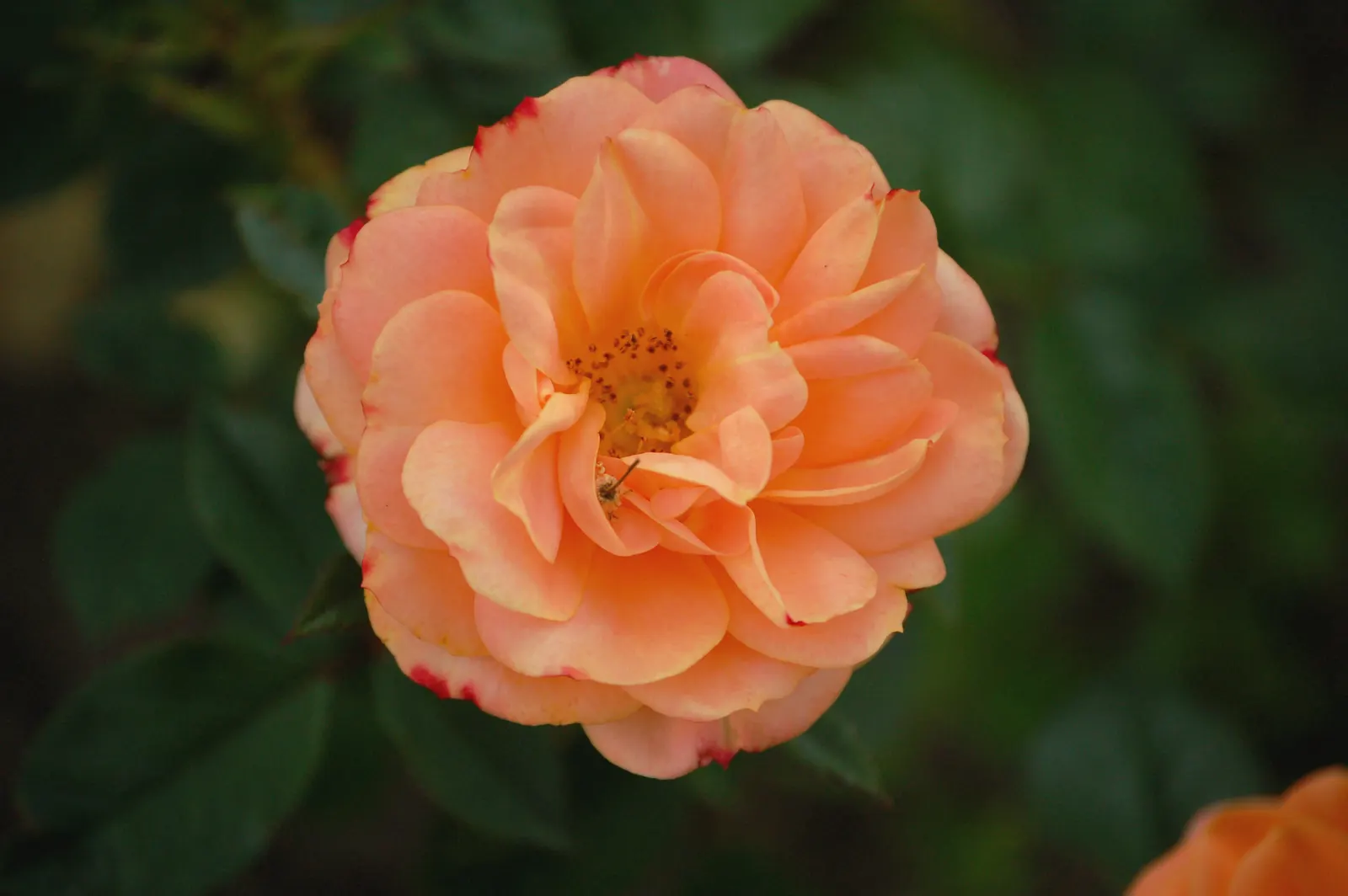 Apricot (Prunus Armeniaca) — commonly known as the Apricot tree