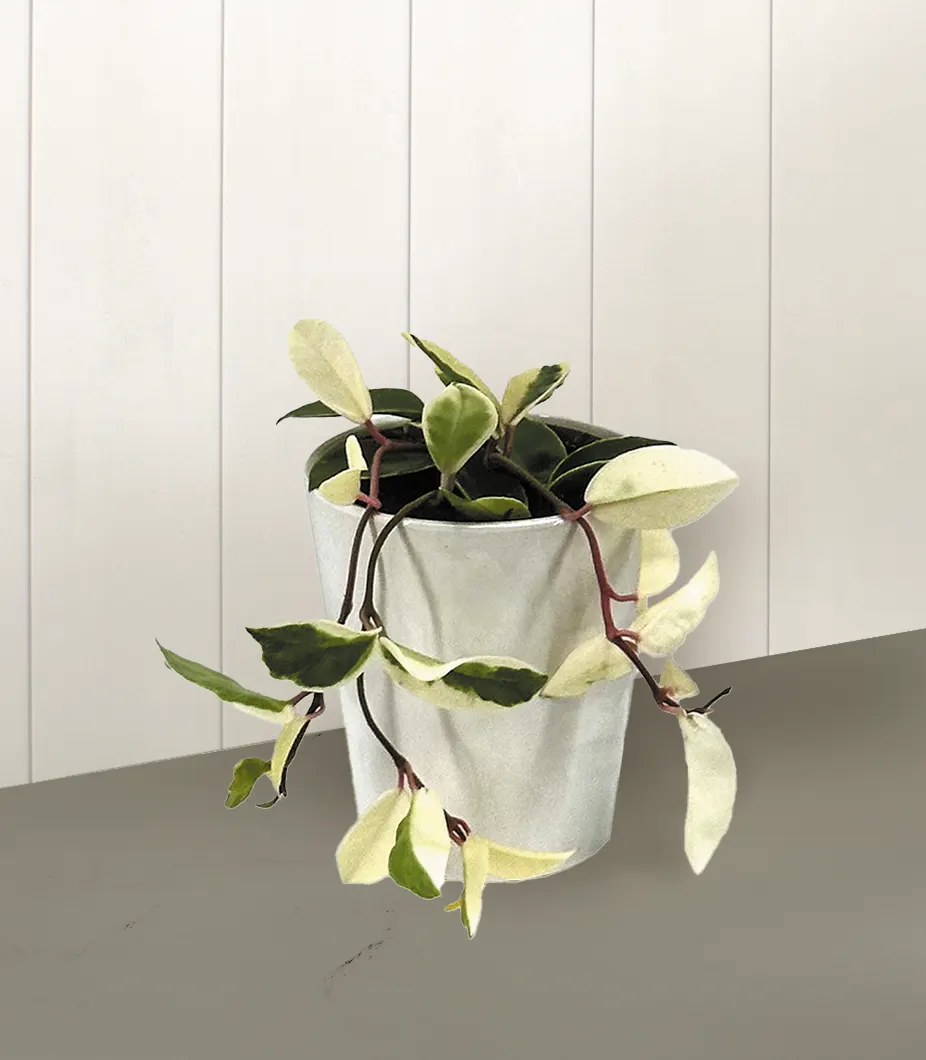 Green Light™ Wax Vine (Hoya carnosa) — is a climbing/trailing houseplant with glossy green leaves heavily brushed in creamy variegation