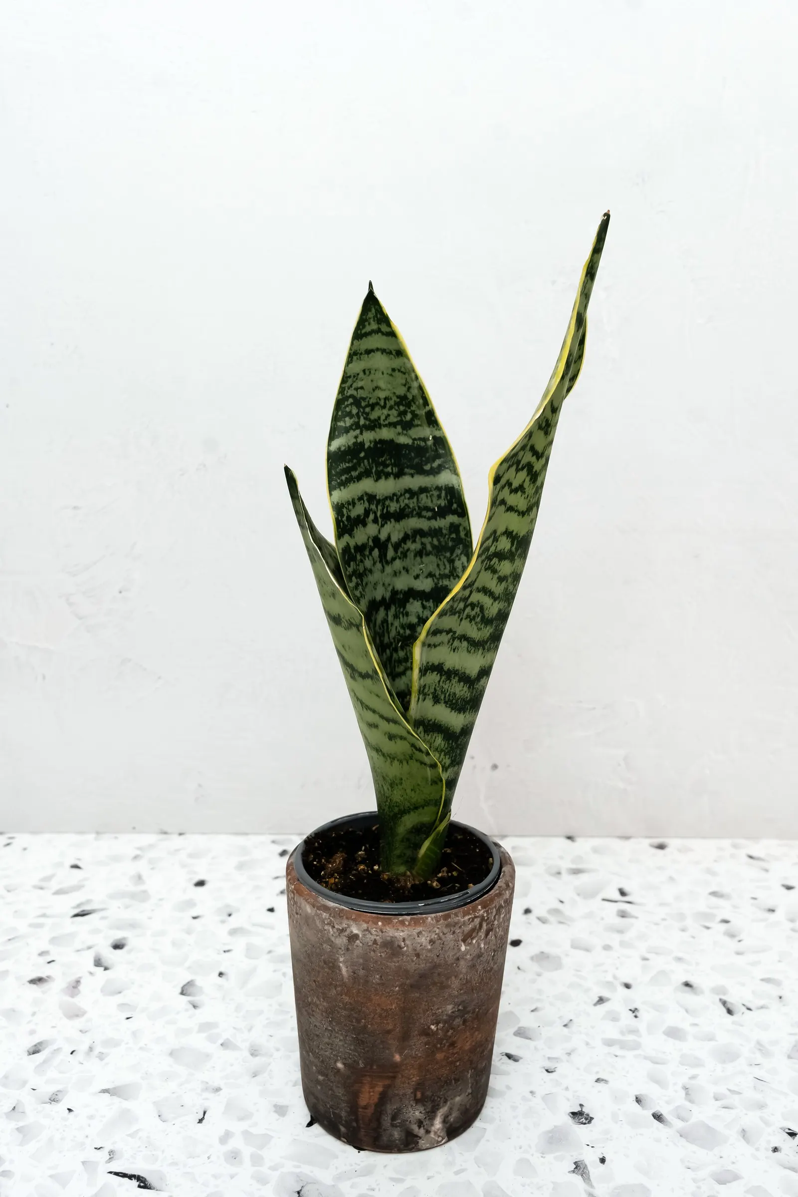 Superba Snake Plant (Sansevieria x) — The Sansevieria x is a compact, upright houseplant with thick, swordlike leaves patterned in green and silver