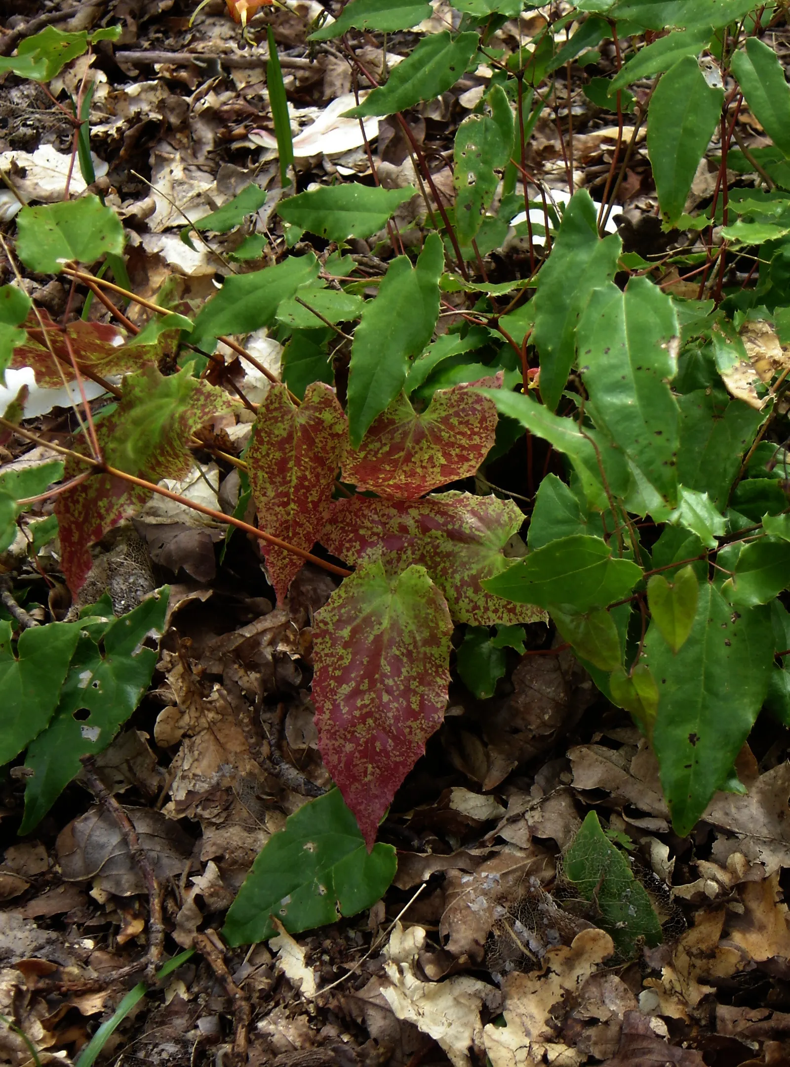 Amber Queen Barrenwort (Epimedium 'Amber Queen') — Growing 18-24 inches tall with a similar spread